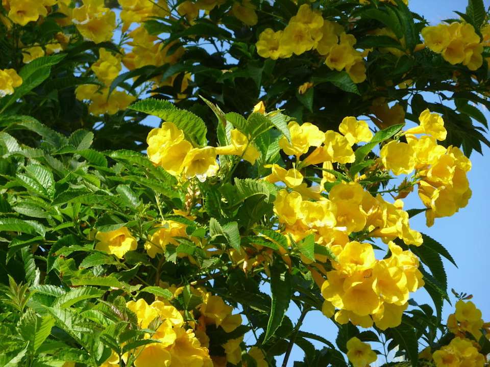 Festival Riviera Riviera Aqua Park Resort