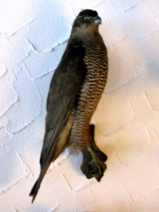 Ausgestopfte Tiere an der Wand? Pension Rehblick