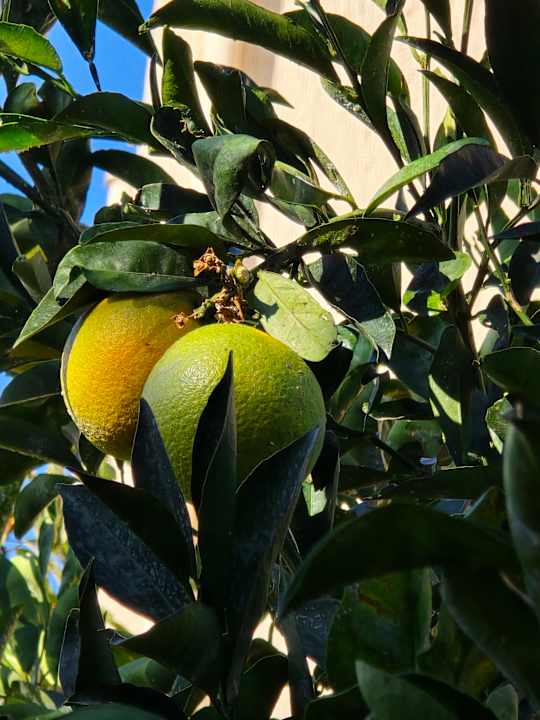 Sonstiges Rethymno Village