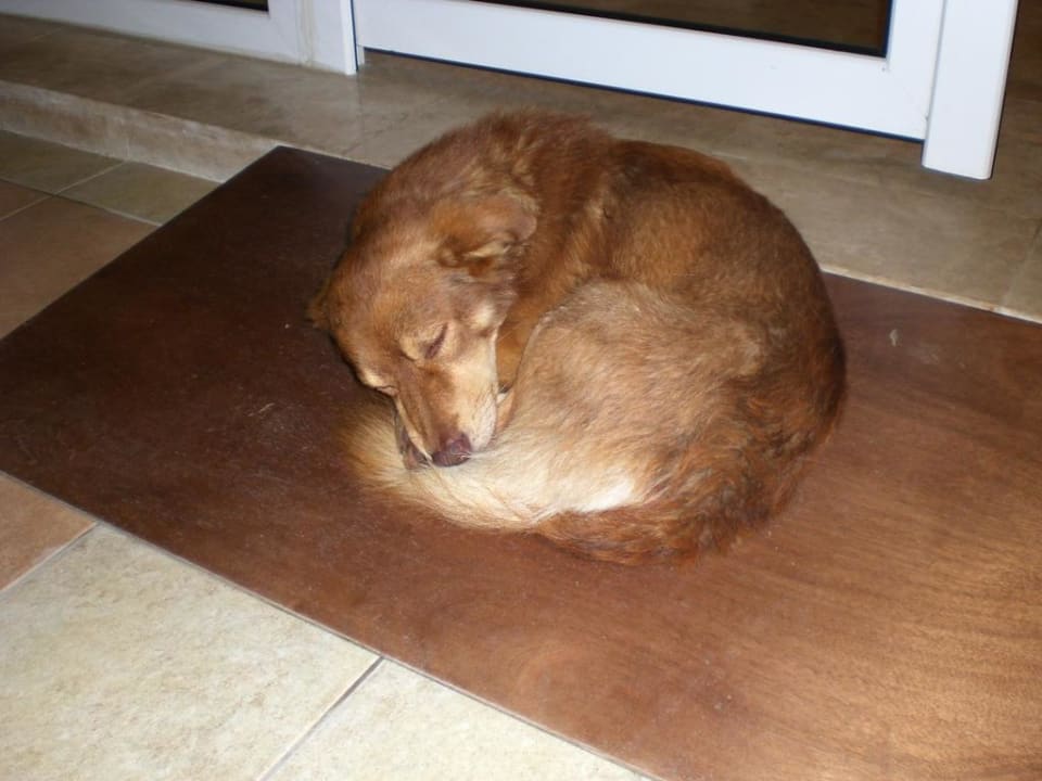 Der Kuchenhund Solivia Hotel