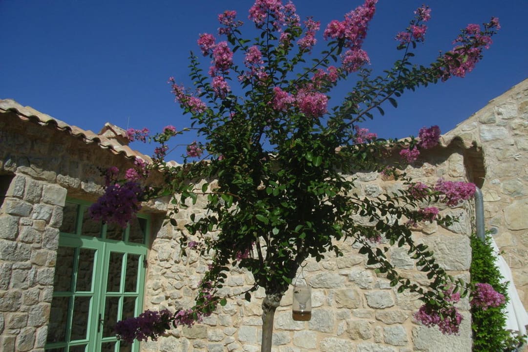 Blühender Baum auf Terrasse Hotel Balatura