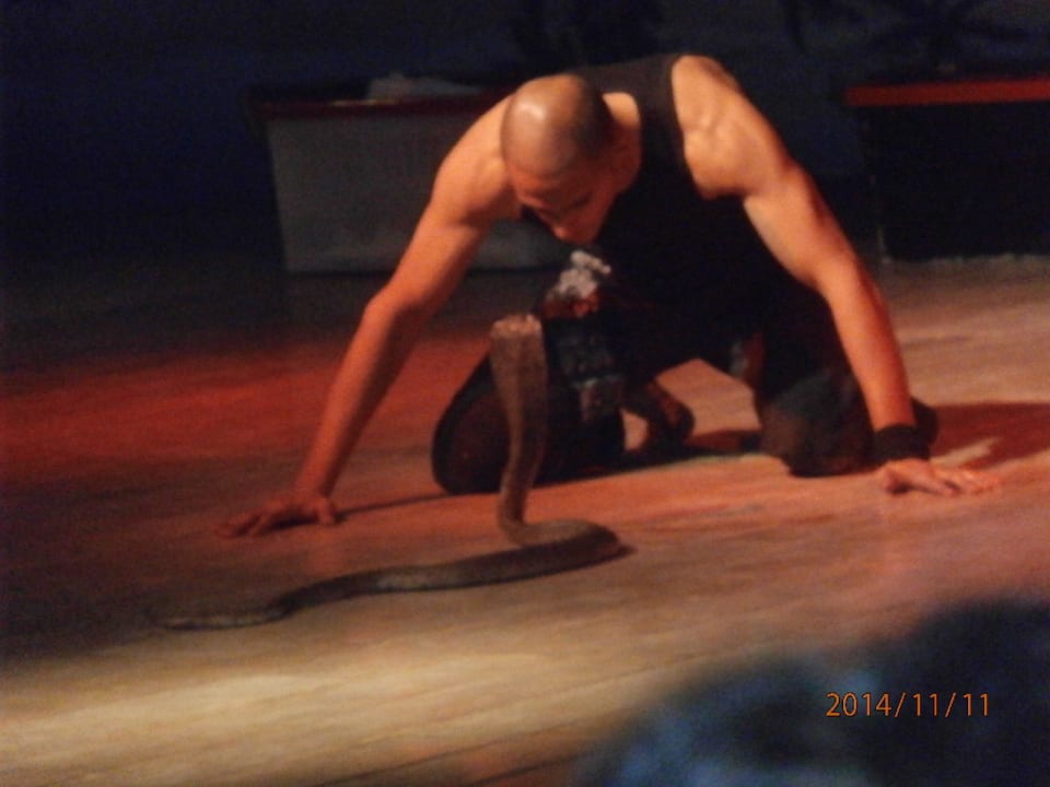 Кобра шоу Pickalbatros Alf Leila Wa Leila Resort - Neverland Hurghada