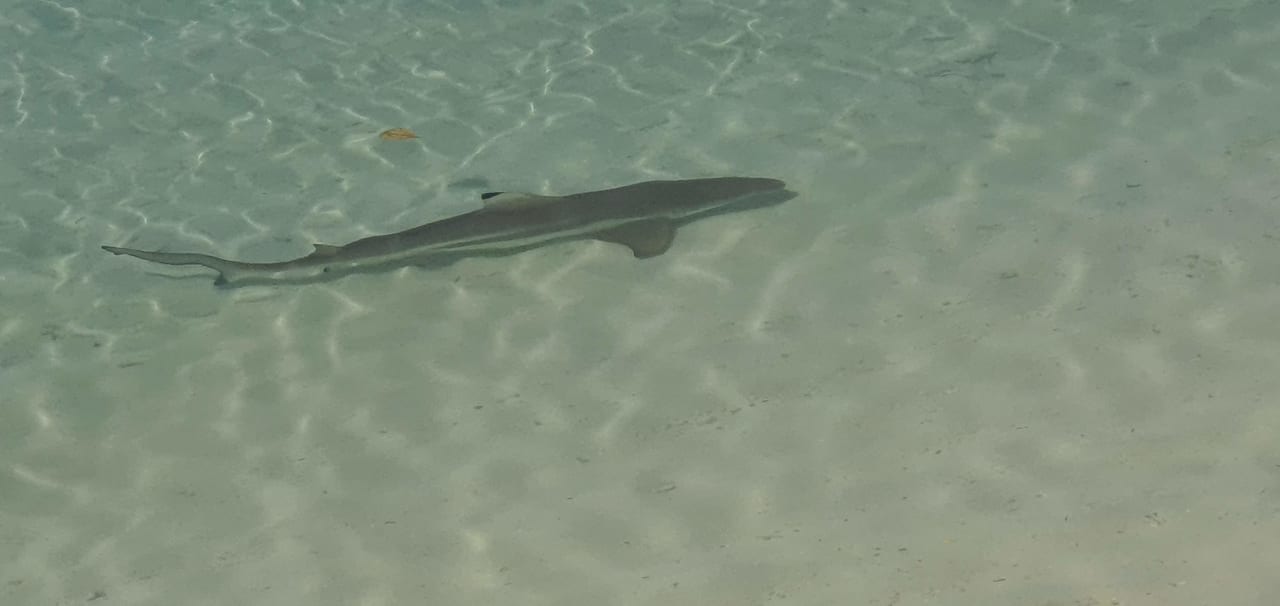 Strand Kuramathi Maldives