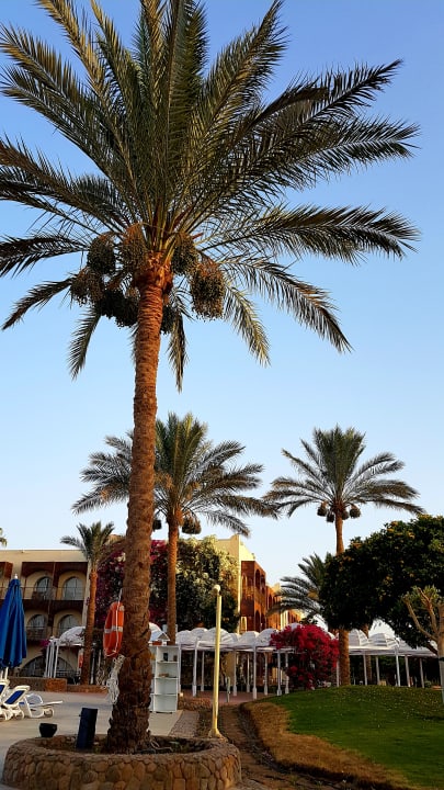 Gartenanlage Desert Rose