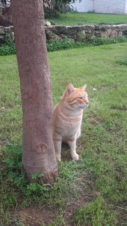 Liebling Katze Acapulco Beach Club & Resort