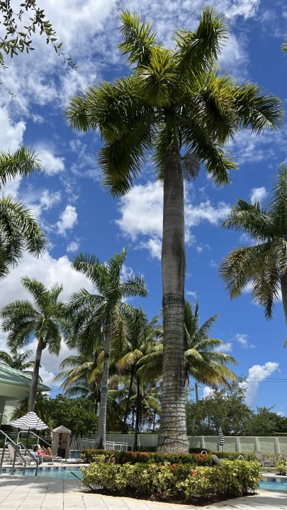 Pool Provident Doral At The Blue