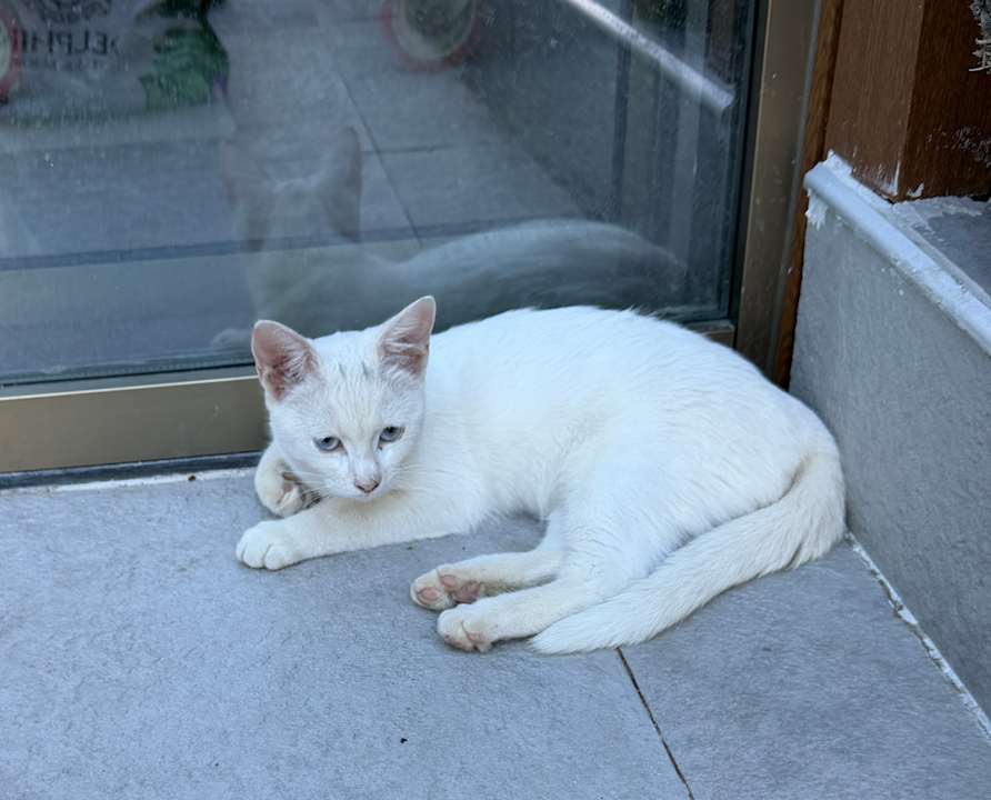 Außenansicht Hotel Delphin Palace