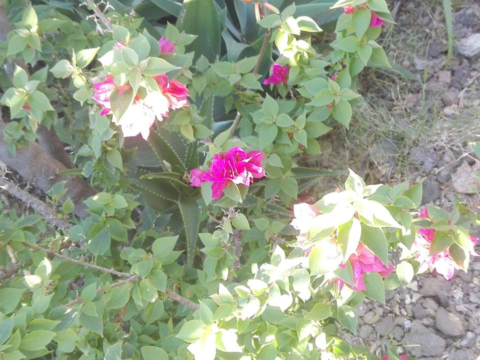 Gartenanlage Jardin Mariposa Retreat- und Seminarzentrum