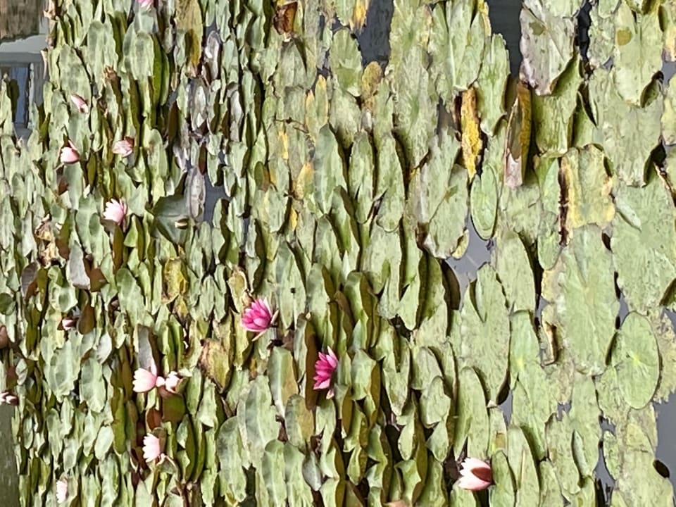 Gartenanlage Hotel Gut Voigtländer