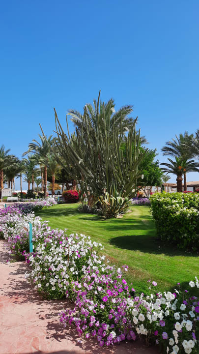 Gartenanlage Desert Rose