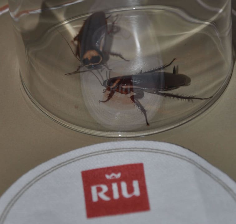 Cockroaches! Hotel Riu Palace Maspalomas Adults Only