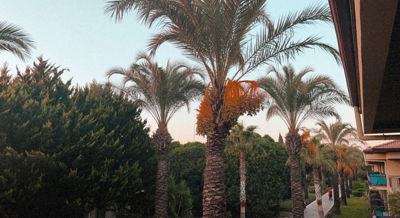 Gartenanlage TUI BLUE Palm Garden