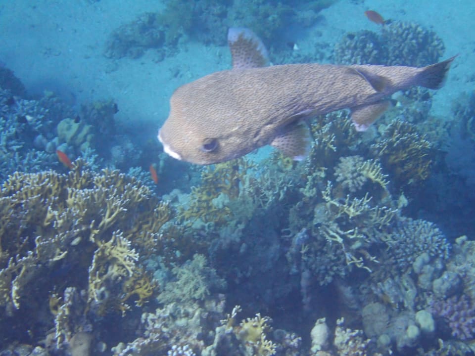 Strand Pickalbatros Palace Resort