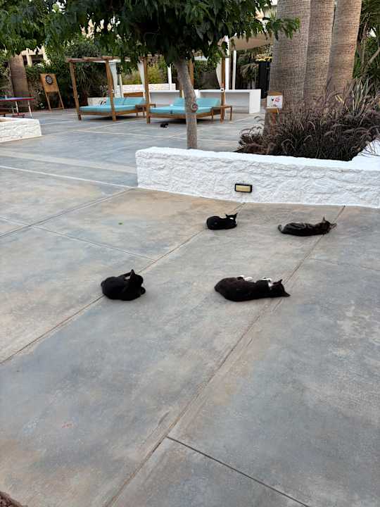 Sonstiges Paralos Lifestyle Beach