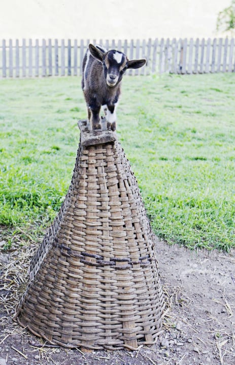 Unsere Hausziege Sonnenblume Hotel-Chalet Pennhof