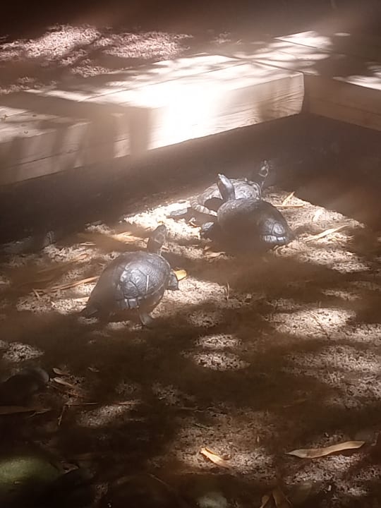 Außenansicht Lopesan Baobab Resort