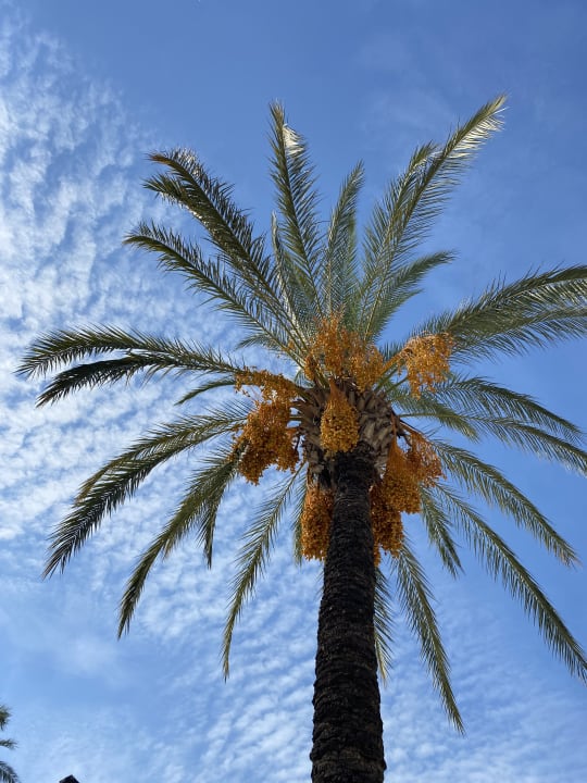 Gartenanlage Hotel Royal Garden Beach