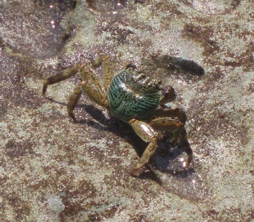 Krabbe Summer Island Maldives