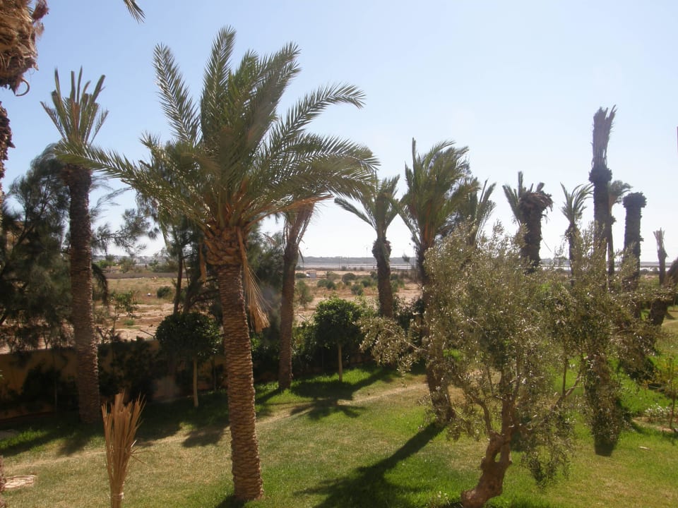 Ogród Hotel Rosa Beach