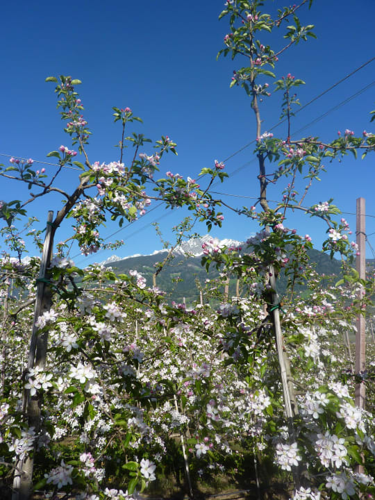 Baumblüte mit schneebedeckten Berge Hotel Garni Herz