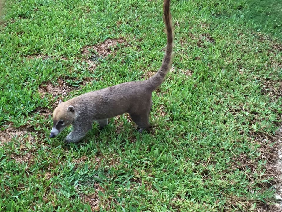 Haustiere  Hotel Riu Playacar
