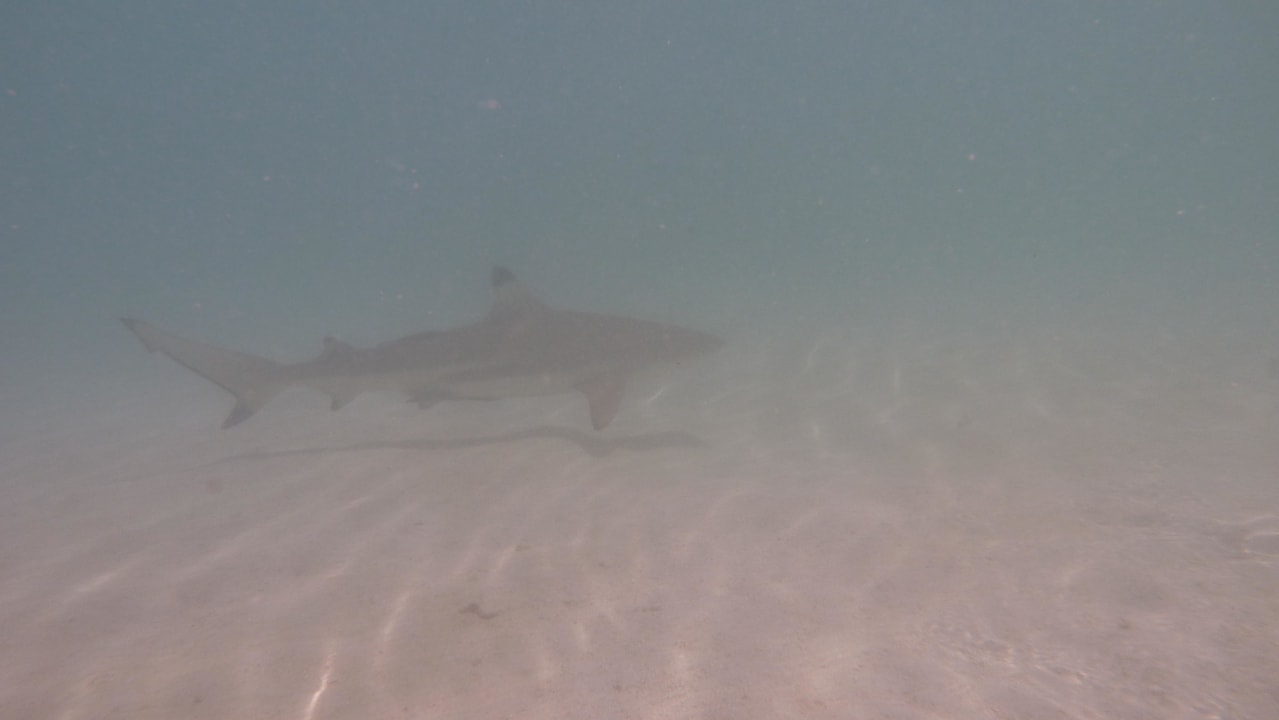 Lagunenstrand Kuramathi Maldives