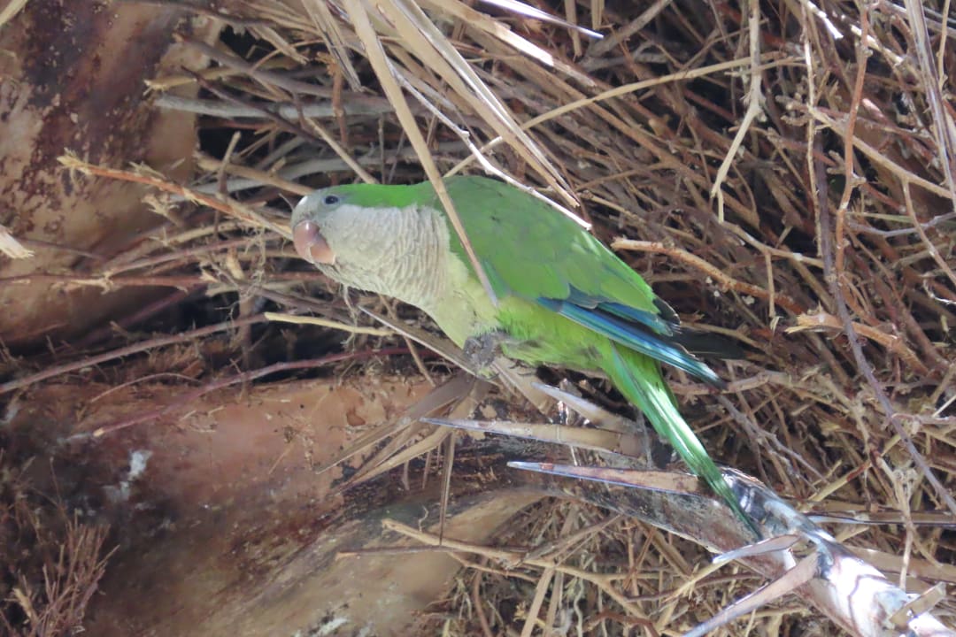 Gartenanlage Bull Costa Canaria & Spa - Adults only