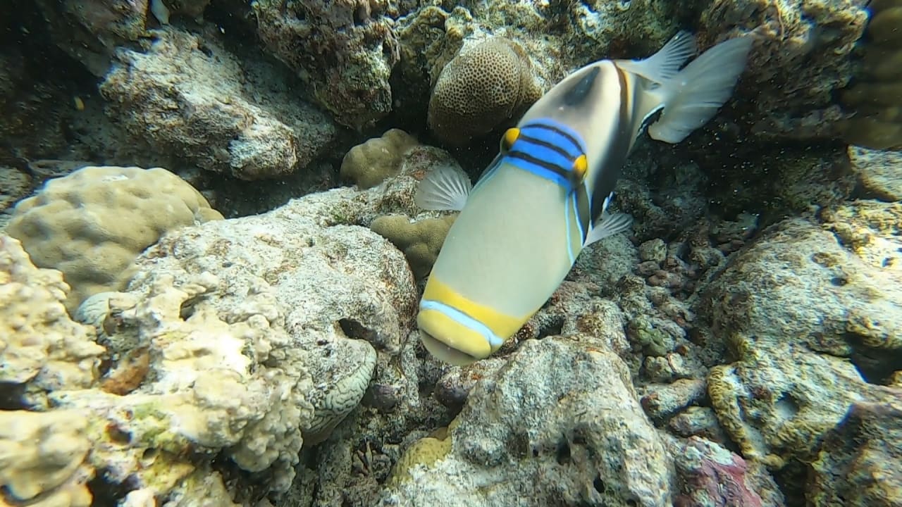 Sport & Freizeit NH Collection Maldives Reethi Resort