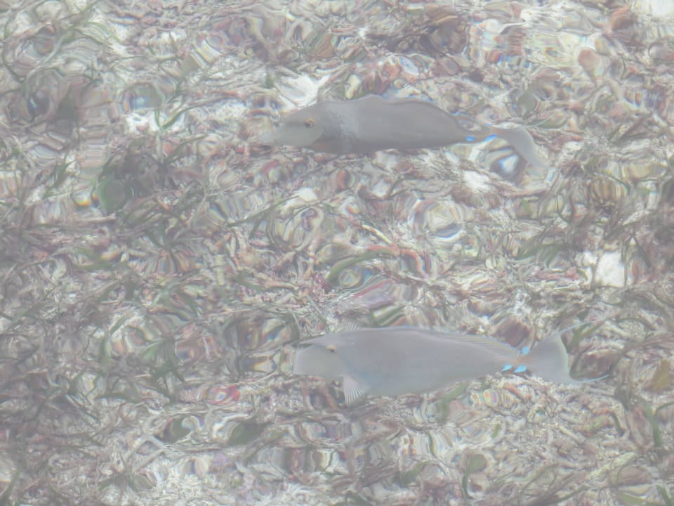 Vom Steg der Ocean Villa fotografierte Fische Adaaran Select Hudhuran Fushi - Premium All Inclusive