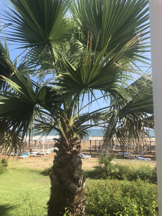 Strandbar  Bella Resort & Spa