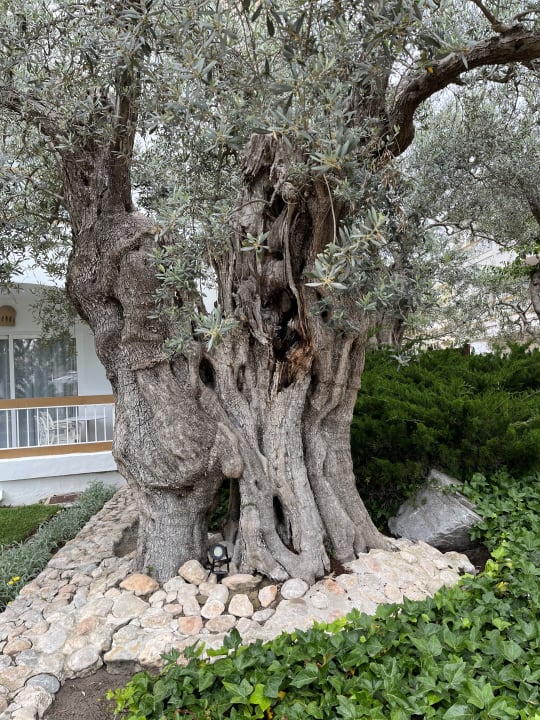 Gartenanlage Alcudia Garden Aparthotel