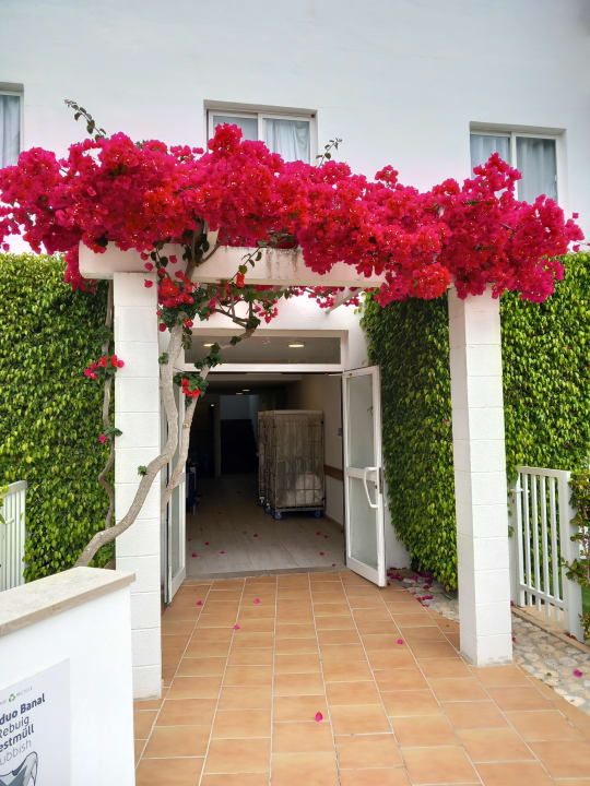 Gartenanlage Alcudia Garden Aparthotel