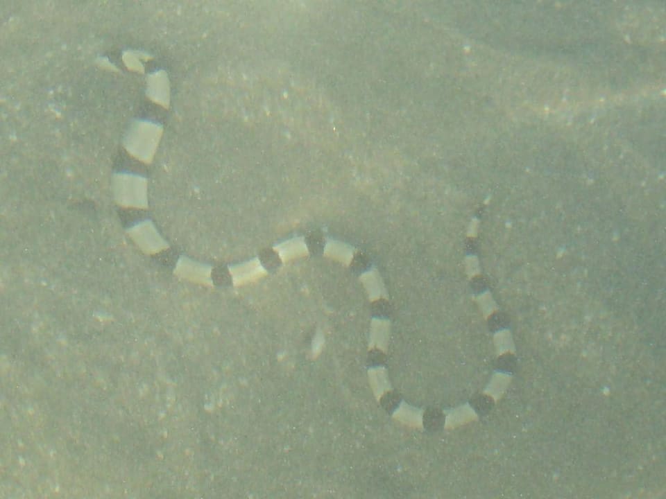 Ringelschlangeaal beim Strandspaziergang Brayka Bay Resort