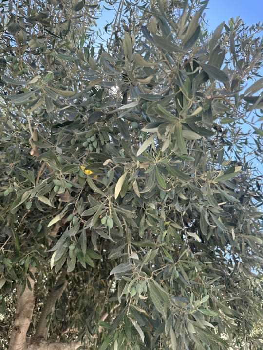 Gartenanlage Euro Village Achilleas Hotel