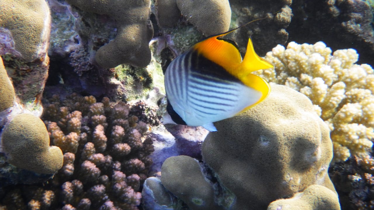 Sport & Freizeit Hotel Gorgonia Beach Resort