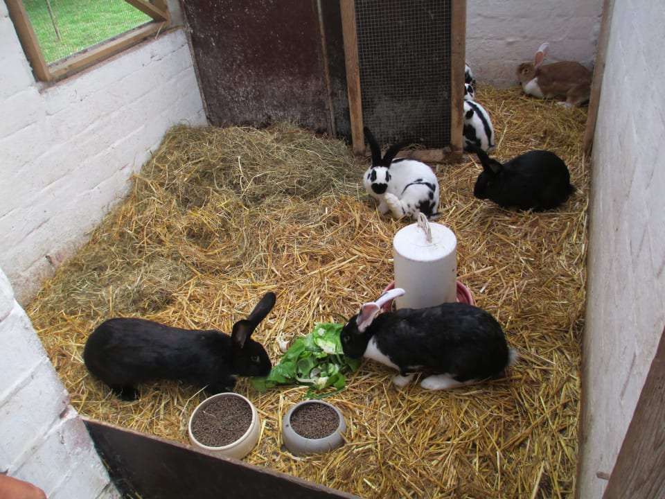 Unsere Hasen Pension Ostseebauernhof Horn