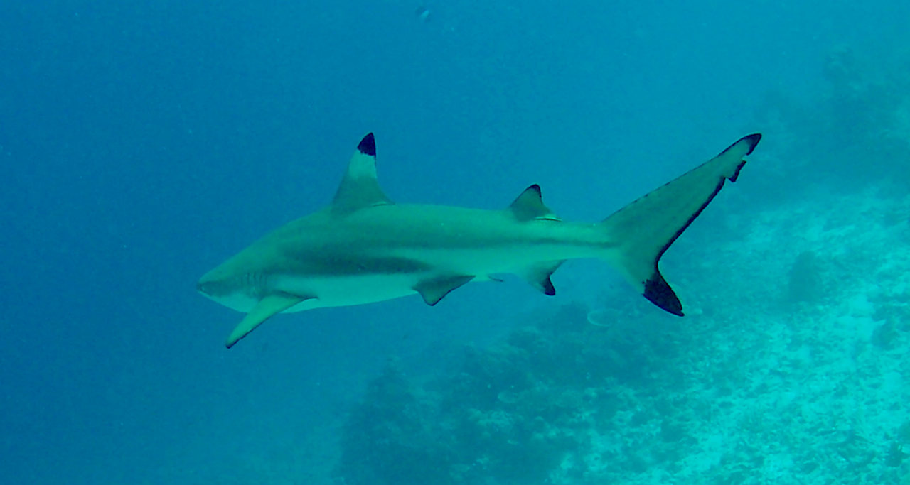 Sonstiges Vilamendhoo Island Resort & Spa