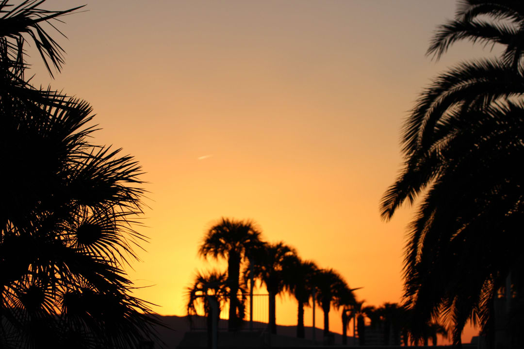 Palmiers sur la promenade à 100 m de l'hôtel Hotel Excelsior