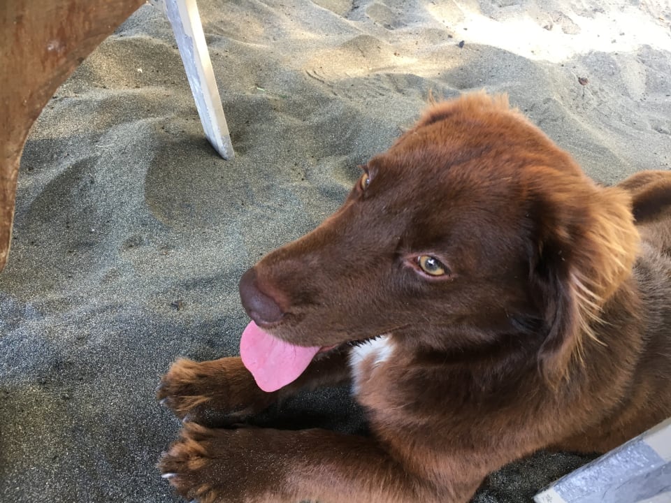 Sonstiges Hotel Banana Azul