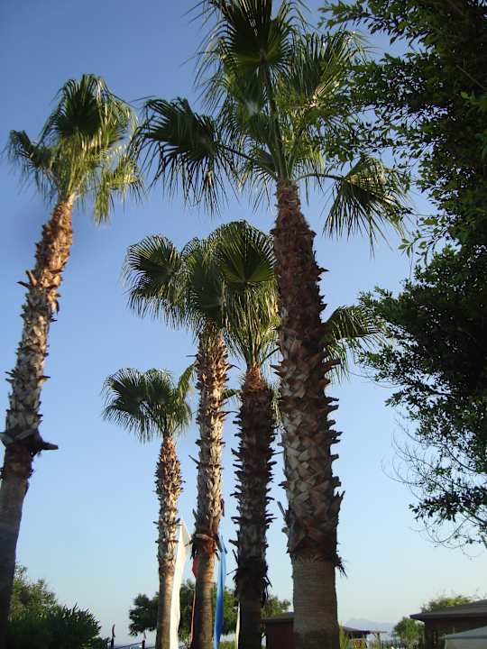 View from garden Limak Limra Hotel & Resort