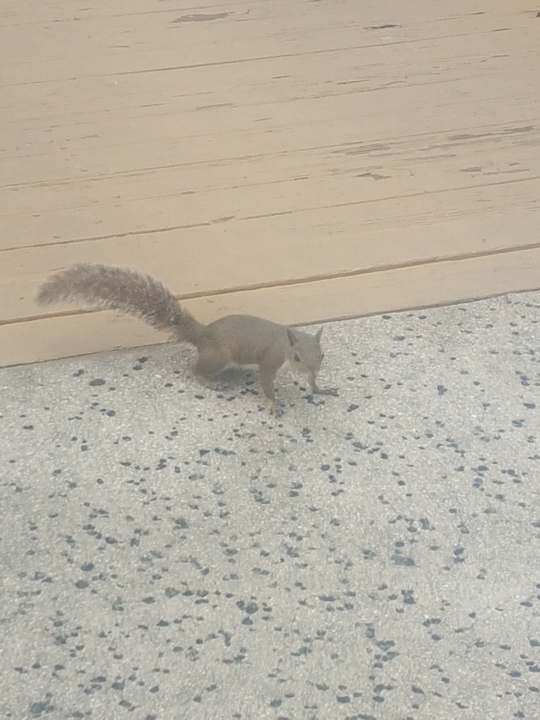 Gartenanlage Wyndham Orlando Resort International Drive