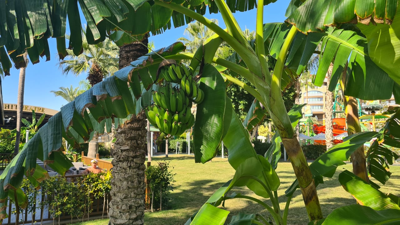 Gartenanlage Arycanda Kirman Premium