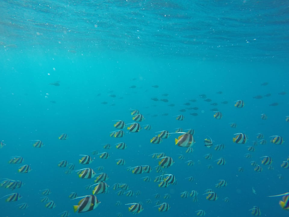Fischschwarm Filitheyo Island Resort