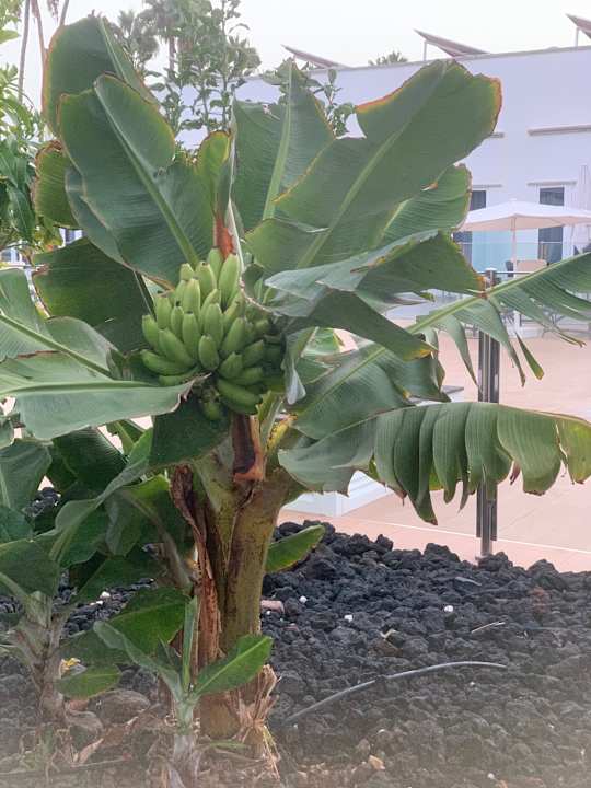 Gartenanlage Hotel Islas Paraiso