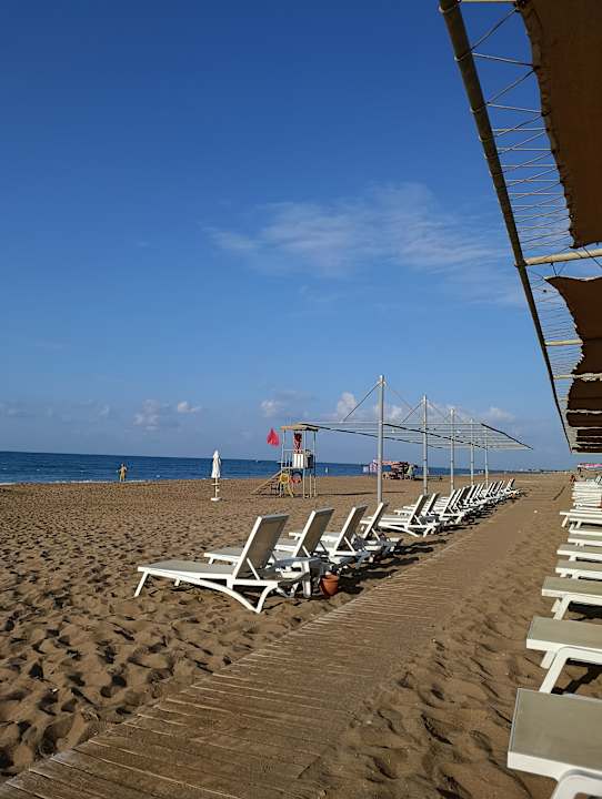 Strand Seashell Vega