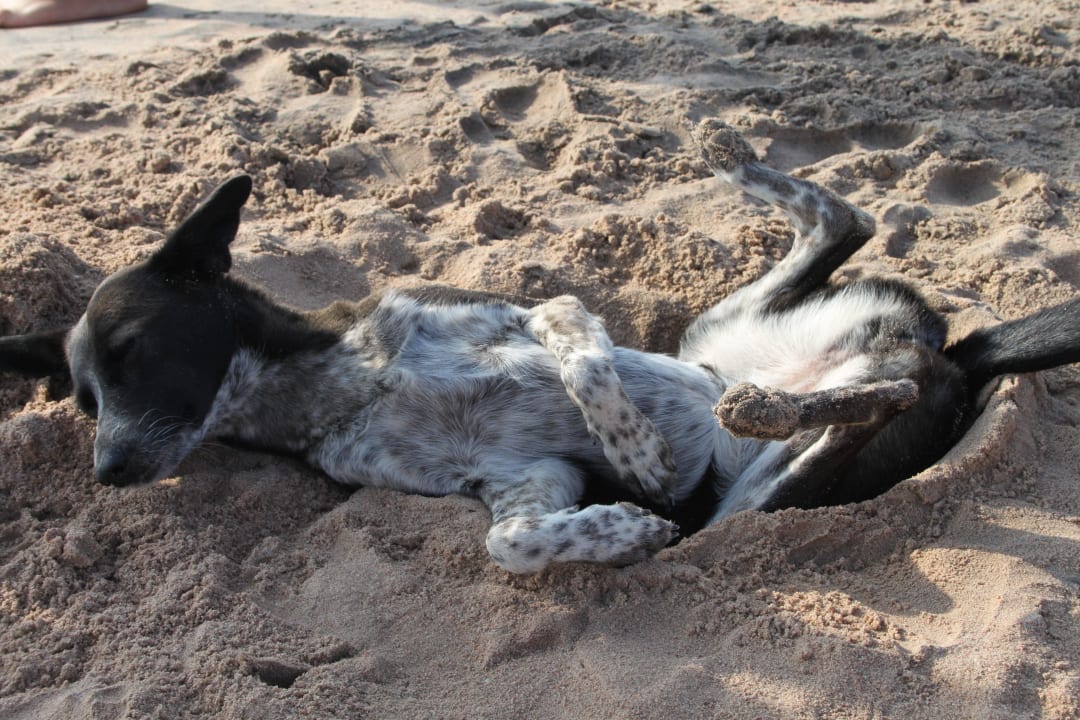 Total abgefahren JAZ Dahabeya