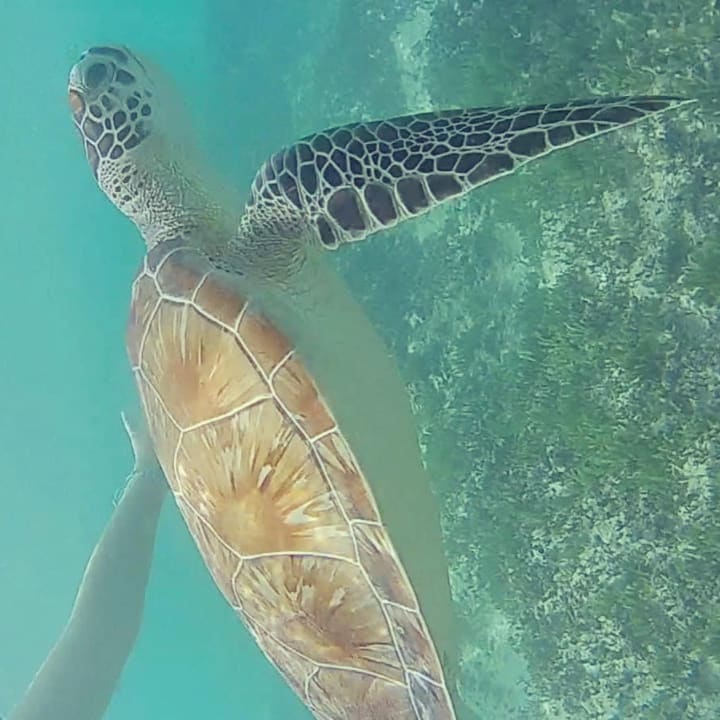 Sport & Freizeit Akumal Bay Beach & Wellness Resort