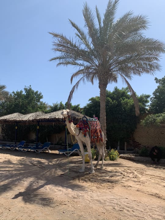 Strand Regina Resort and Aqua Park Hurghada