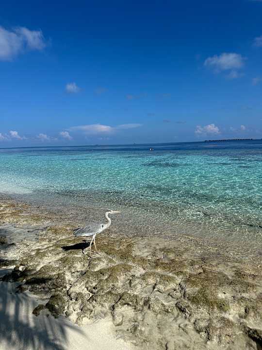 Strand Vilamendhoo Island Resort & Spa