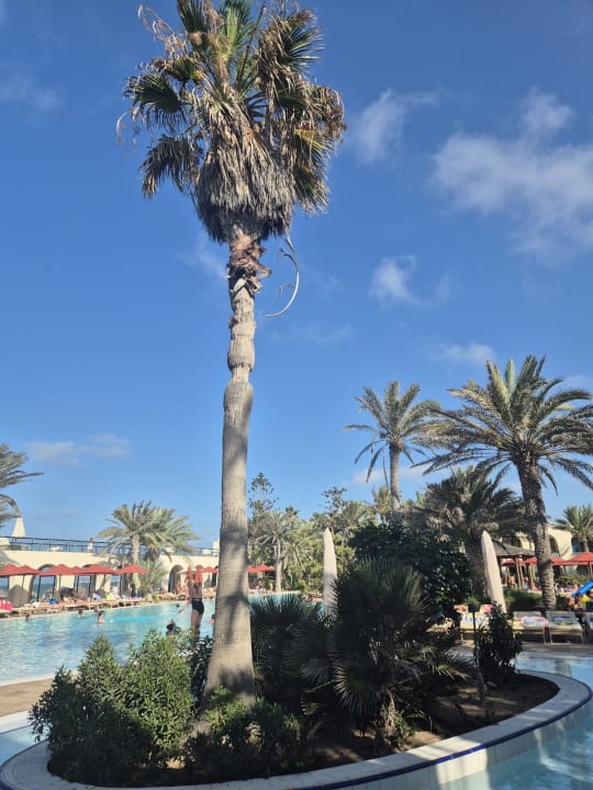 Pool Sentido Djerba Beach
